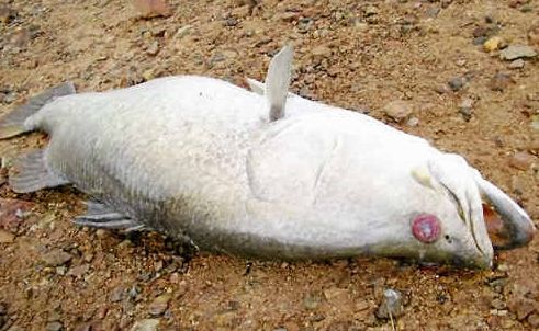 This barramundi, apparently blind, was recently caught in the Calliope River near the NRG Power Station. This barramundi, apparently blind, was recently caught in the Calliope River near the NRG Power Station.